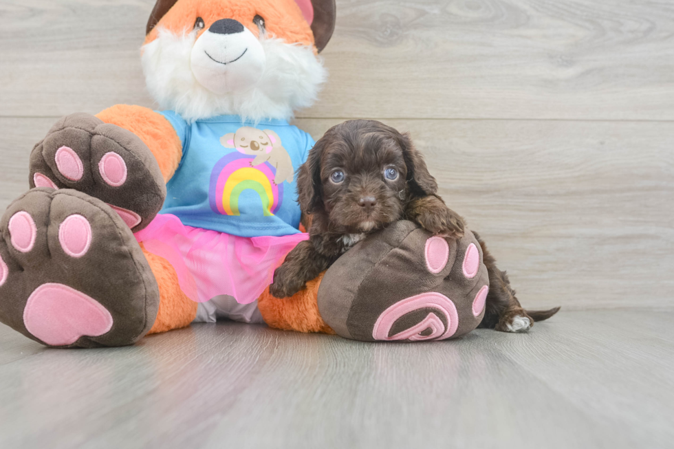 Best Cavapoo Baby