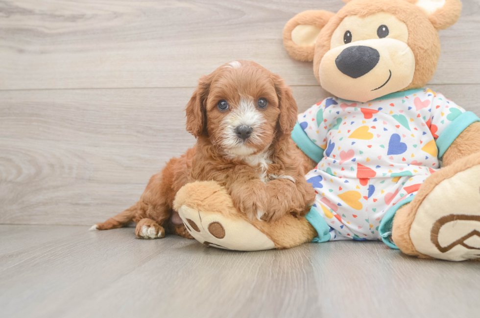6 week old Cavapoo Puppy For Sale - Windy City Pups