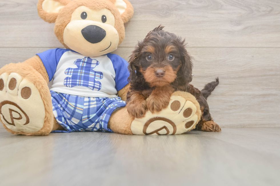 5 week old Cavapoo Puppy For Sale - Windy City Pups
