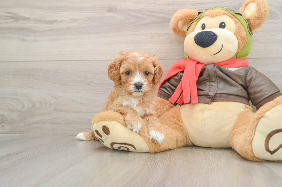 Friendly Cavapoo Baby