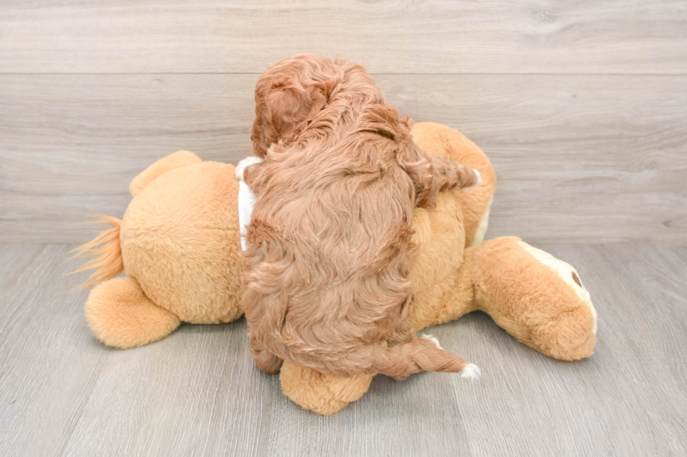 Friendly Cavapoo Baby