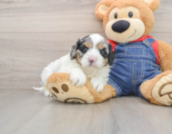 8 week old Cavapoo Puppy For Sale - Windy City Pups