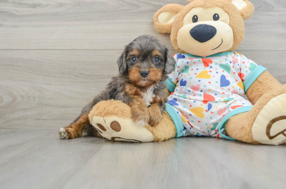 6 week old Cavapoo Puppy For Sale - Windy City Pups