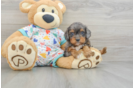 Small Cavapoo Baby