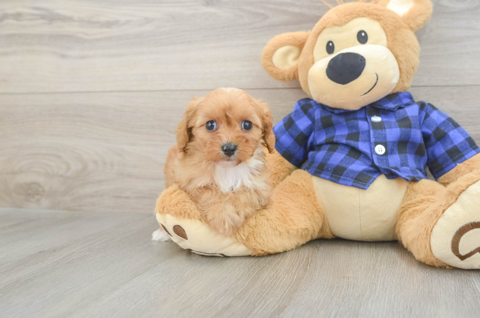 6 week old Cavapoo Puppy For Sale - Windy City Pups