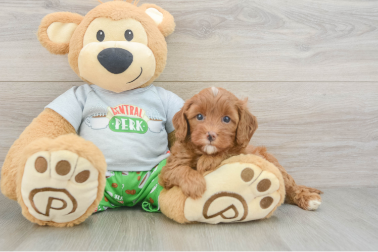 Happy Cavapoo Baby