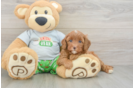 Happy Cavapoo Baby