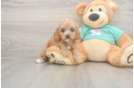 Cavapoo Pup Being Cute