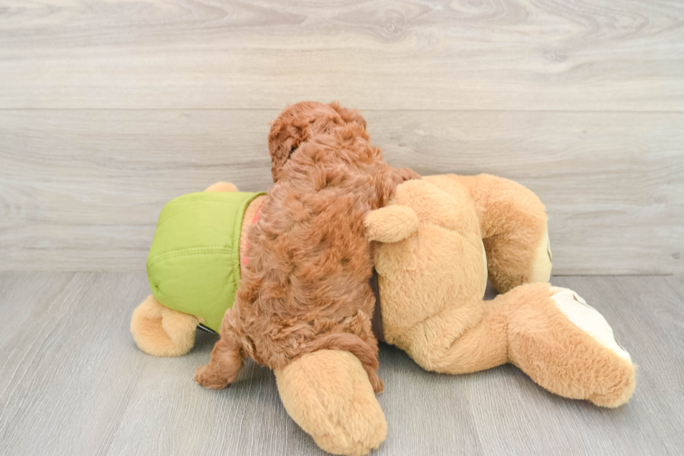 Smart Cavapoo Poodle Mix Pup