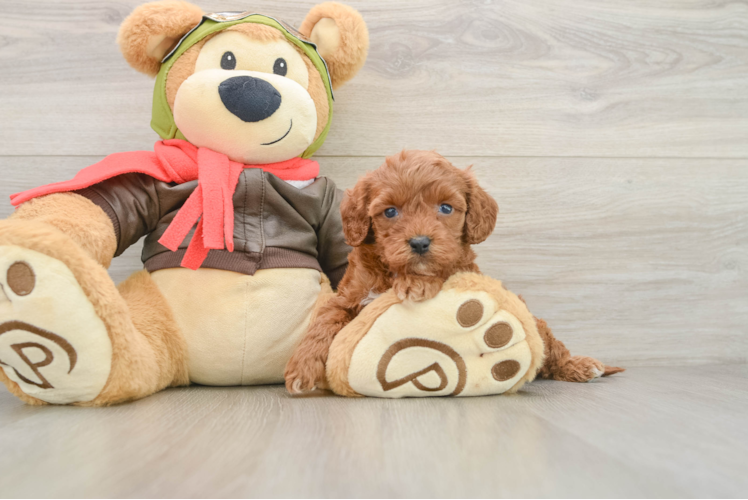 Cavapoo Pup Being Cute