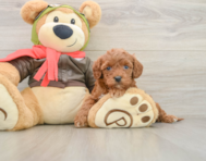 8 week old Cavapoo Puppy For Sale - Windy City Pups