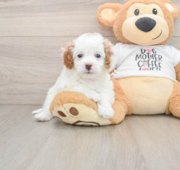 8 week old Cavapoo Puppy For Sale - Windy City Pups