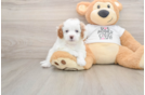 Friendly Cavapoo Baby
