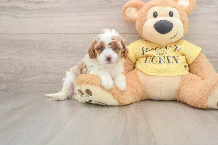 Best Cavapoo Baby