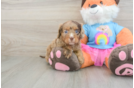 Cavapoo Puppy for Adoption