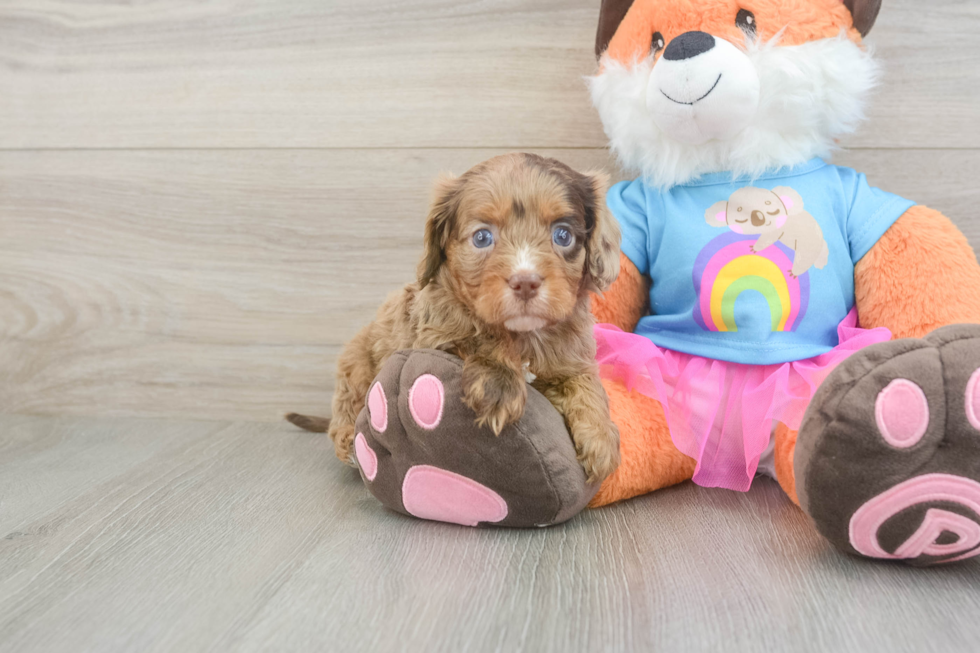 Cavapoo Puppy for Adoption