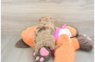 Adorable Cavalier King Charles Spaniel and Poodle Mix Poodle Mix Puppy