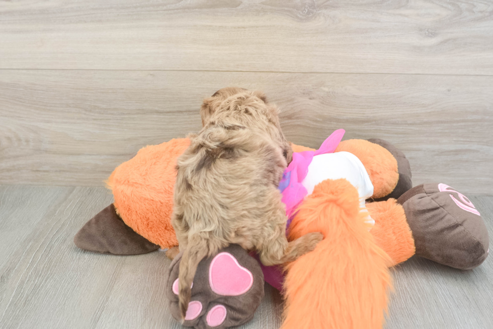Adorable Cavalier King Charles Spaniel and Poodle Mix Poodle Mix Puppy