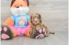 Best Cavapoo Baby