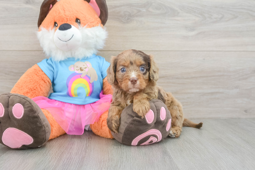Best Cavapoo Baby