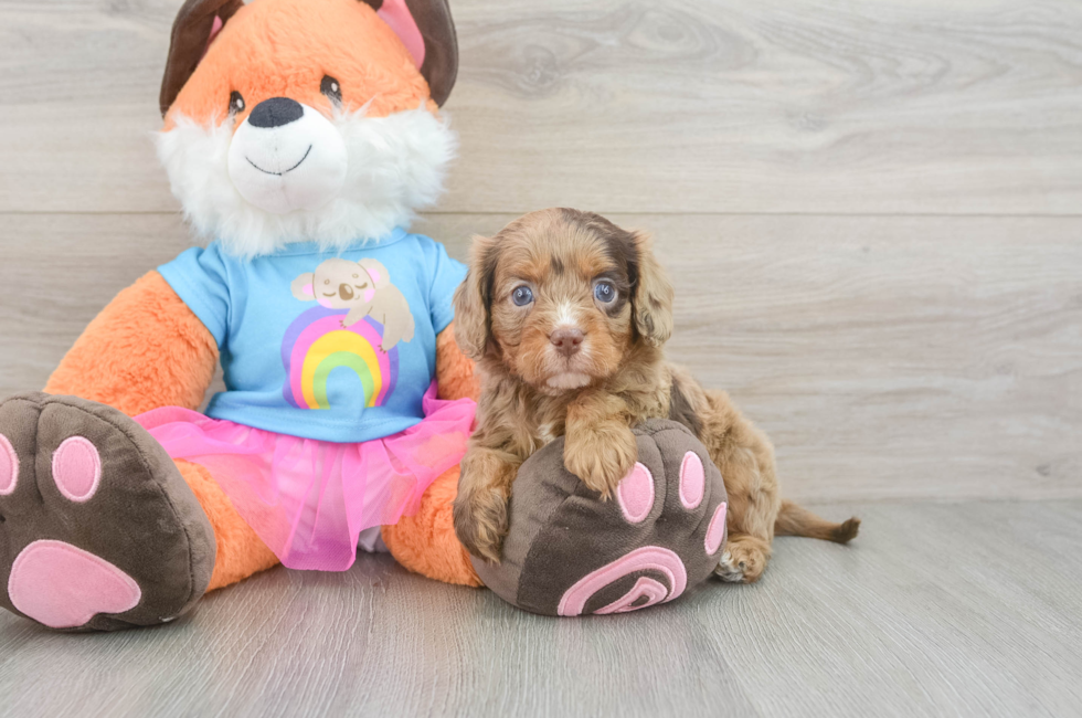 5 week old Cavapoo Puppy For Sale - Windy City Pups