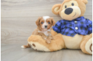 Small Cavapoo Baby
