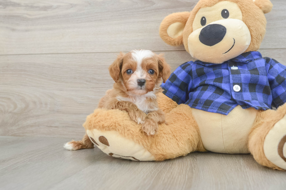 Small Cavapoo Baby