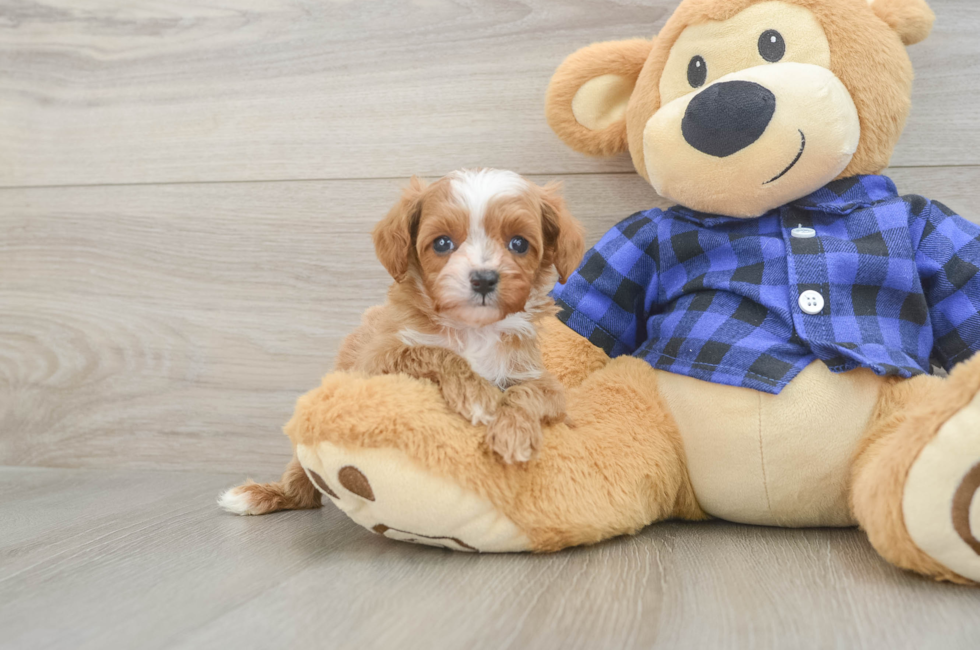 6 week old Cavapoo Puppy For Sale - Windy City Pups