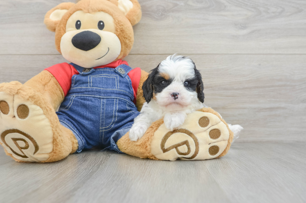 6 week old Cavapoo Puppy For Sale - Windy City Pups