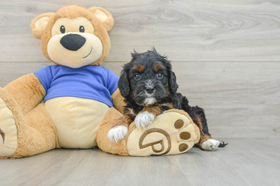 7 week old Cavapoo Puppy For Sale - Windy City Pups