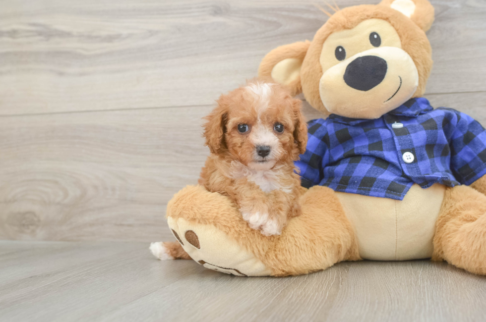 6 week old Cavapoo Puppy For Sale - Windy City Pups