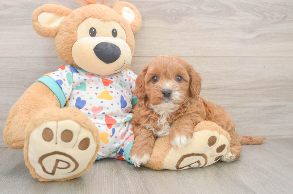 6 week old Cavapoo Puppy For Sale - Windy City Pups