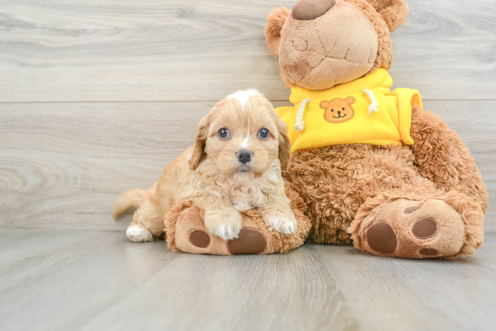 Popular Cavapoo Poodle Mix Pup