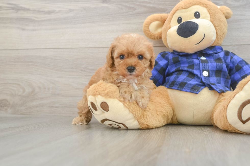 6 week old Cavapoo Puppy For Sale - Windy City Pups