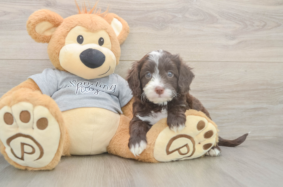 6 week old Cavapoo Puppy For Sale - Windy City Pups
