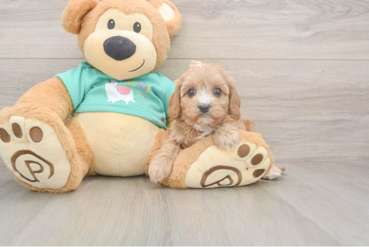 Small Cavapoo Baby