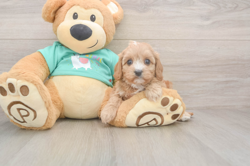 6 week old Cavapoo Puppy For Sale - Windy City Pups