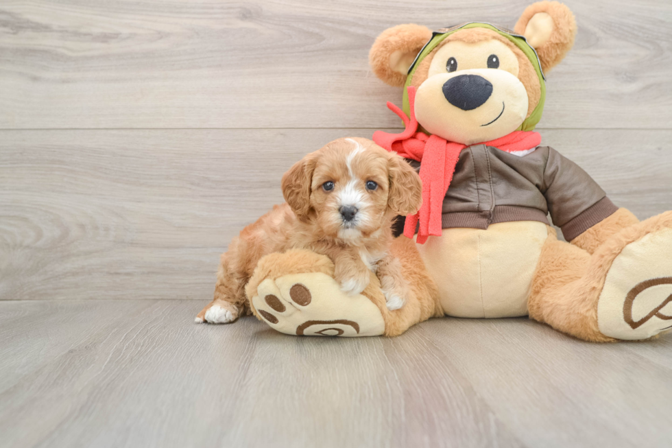 Hypoallergenic Cavadoodle Poodle Mix Puppy