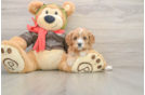 Cavapoo Puppy for Adoption