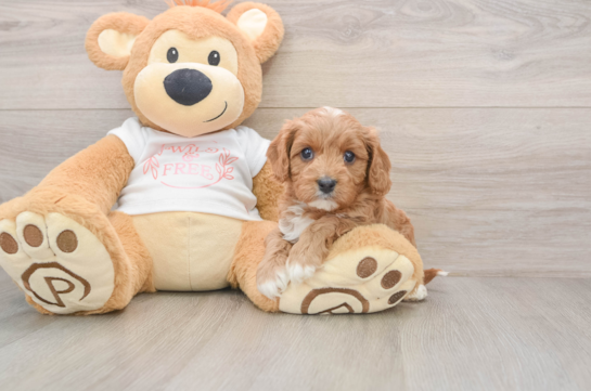 Cavapoo Puppy for Adoption