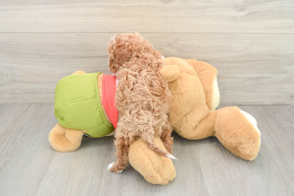 Cavapoo Pup Being Cute