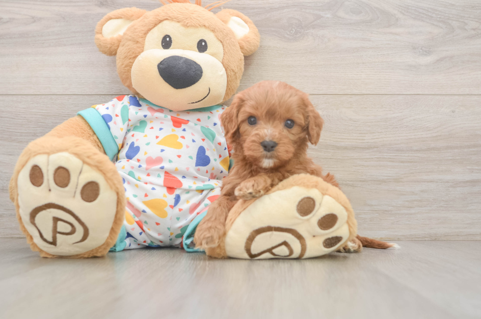 6 week old Cavapoo Puppy For Sale - Windy City Pups