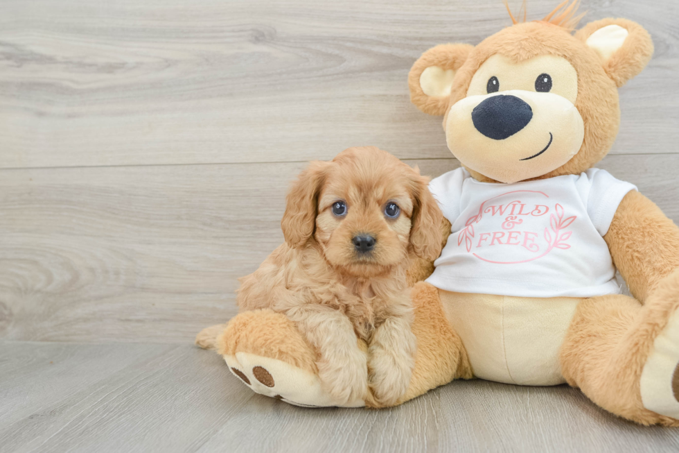 Petite Cavapoo Poodle Mix Pup