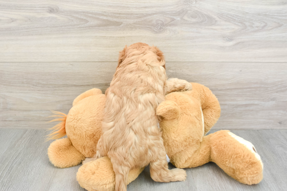 Cavapoo Puppy for Adoption
