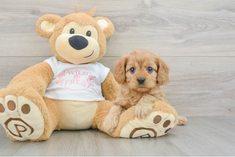 Hypoallergenic Cavadoodle Poodle Mix Puppy