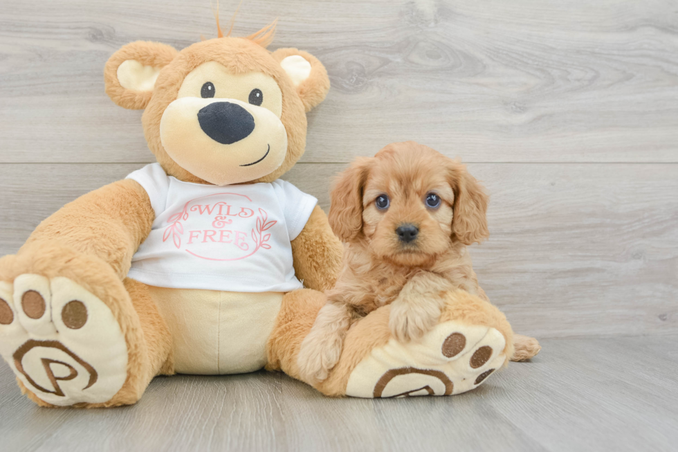 Hypoallergenic Cavadoodle Poodle Mix Puppy