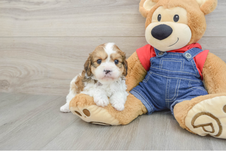 Petite Cavapoo Poodle Mix Pup