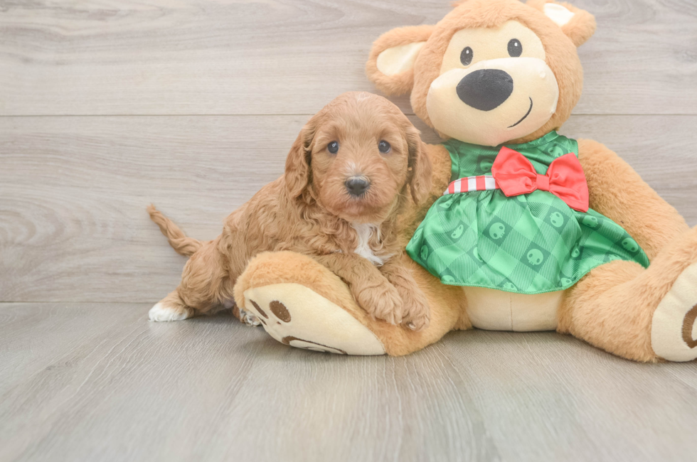 5 week old Cavapoo Puppy For Sale - Windy City Pups