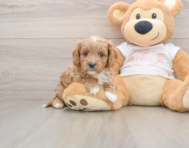 8 week old Cavapoo Puppy For Sale - Windy City Pups