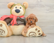 8 week old Cavapoo Puppy For Sale - Windy City Pups